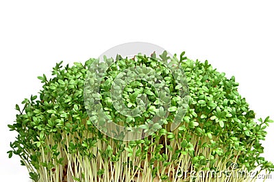 Cress isolated on white background. Young plants. Stock Photo