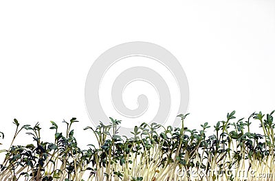 Cress on white Stock Photo