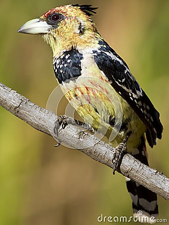 Crested Barbet Stock Photo