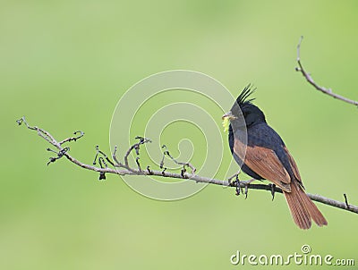 Beautiful Sparrow Crested Bunting Stock Photo