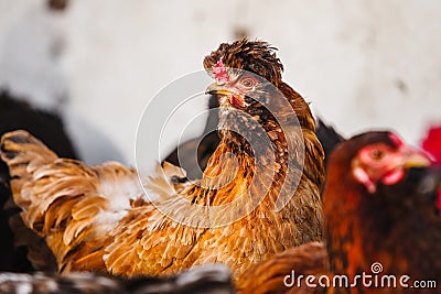 Crested chicken with red and black plumage Stock Photo