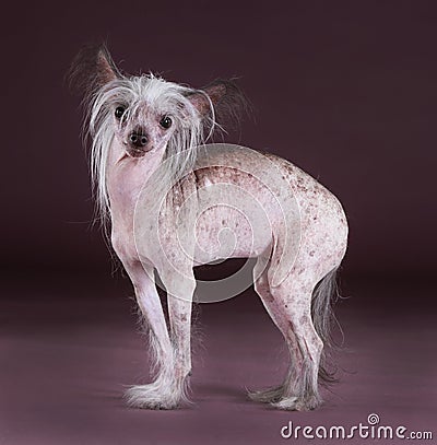 Crested chinese dog Stock Photo