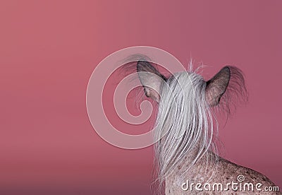 Crested chinese dog Stock Photo