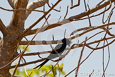 Crested Drongo (Dicrurus forficatus) Stock Photo