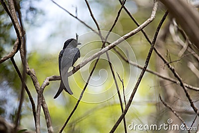 Crested drongo, Dicrurus forficatus is common in Madagascar, reserve Tsingy Ankarana, Madagascar Stock Photo