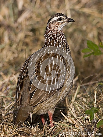 Crested Francolin Stock Photo