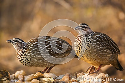 Crested francolin in Kruger National park, South Africa Stock Photo