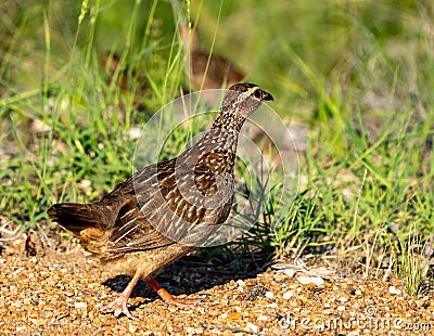 Crested francolin photographed in the wild. Stock Photo