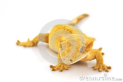 Crested Gecko Stock Photo