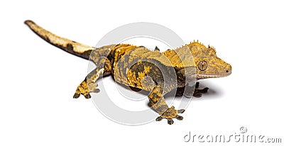 Crested gecko, Correlophus ciliatus, isolated on white Stock Photo