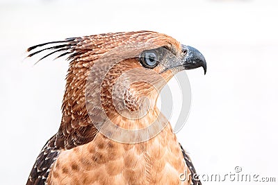 Crested Goshawk or Accipiter trivirgatus white tropical asian hawk eagle Stock Photo