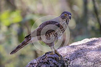 Crested Goshawk with yellow or orange eyes Occipital crest Gray head, gray-brown body, white neck, central line, black neck With a Stock Photo