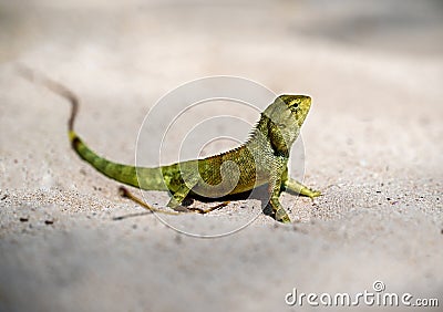 Crested green Lizard Basking on Warm Sands of its Natural Habitat. while its sharp claws provide glimpse of creature's Stock Photo