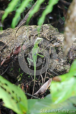 Crested Green Lizard Stock Photo