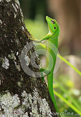 Crested green lizard on tree trunk (Bronchocela cristatella) Stock Photo