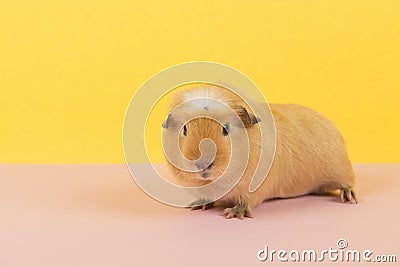 Crested guinea pig on a pink and yellow background Stock Photo