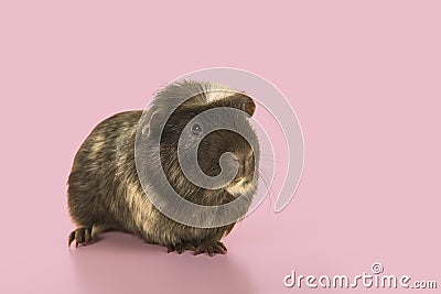 Crested guinea pig seen from the front on a pink background with copy space Stock Photo