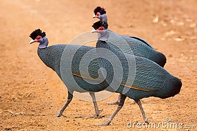 Crested Guineafowl - Guttera pucherani Stock Photo