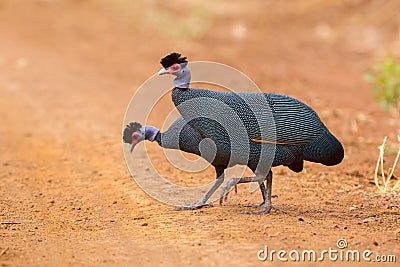 Crested Guineafowl - Guttera pucherani Stock Photo