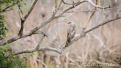 Crested hawk-eagle perch in a tree branch photograph from the bird`s back landscape view. This beautiful and majestic hunter bird Stock Photo