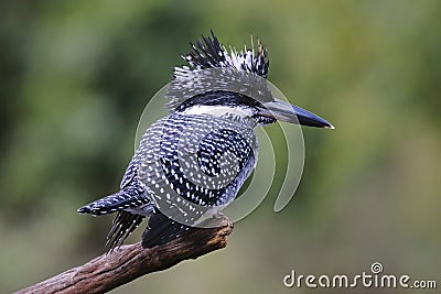 Crested Kingfisher Megaceryle lugubris Beautiful Birds of Thailand Stock Photo