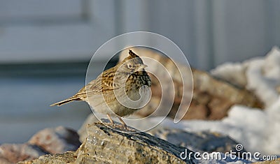 Crested Lark Galerida cristata Stock Photo