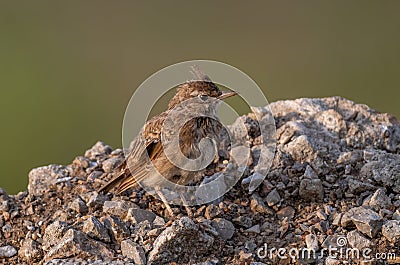 Crested Lark or Galerida Cristata outdoor in nature Stock Photo