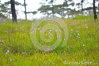 Crested Naga flowers, sweet purple flowers Stock Photo