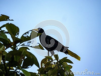 The Crested Oropendola, Psarocolius decumanus, sits high in a tree and observes the surroundings. Colombia Stock Photo