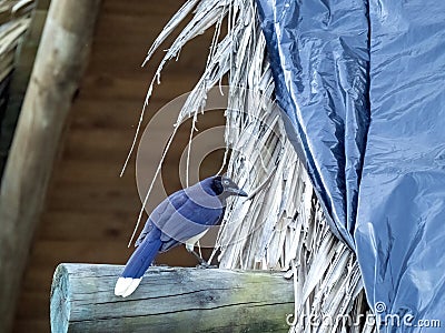 The Crested Oropendola, Psarocolius decumanus, sits on a stake observing the surroundings. Colombia Stock Photo