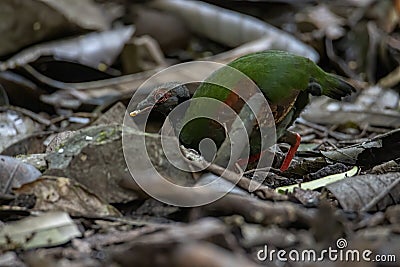 A crested partridge Rollulus rouloul also known as the crested wood partridge, roul-rou Stock Photo