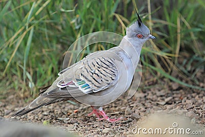 Crested pigeon Stock Photo