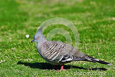 Crested Pigeon - Australian Bird Stock Photo