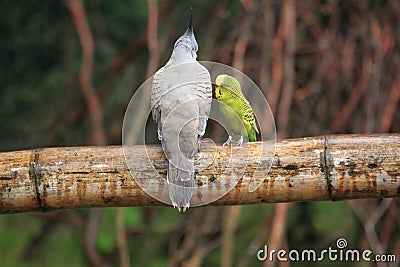 Crested pigeon and budgerigar Stock Photo