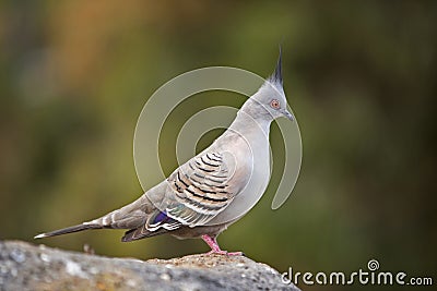 Crested pigeon Stock Photo