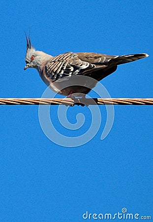 A crested pigeon on a wire against blue sky Stock Photo