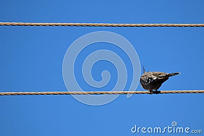 A crested pigeon on a wire against blue sky Stock Photo