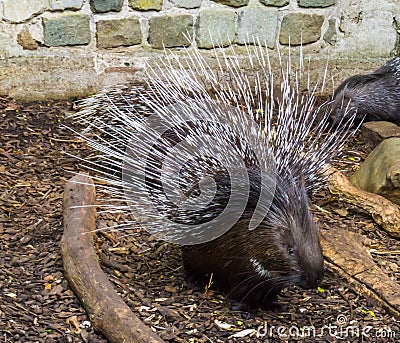 Crested porcupine raising and spreading its quills to defend its child a defensive and threatening pose Stock Photo