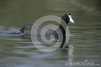 Crested or red-knobbed coot, Fulica cristata Stock Photo