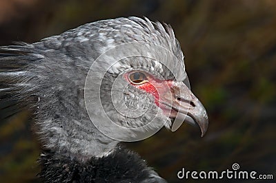 Crested Screamer Stock Photo