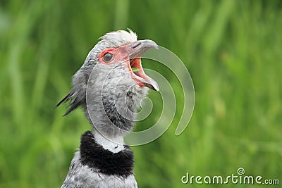 Crested screamer Stock Photo