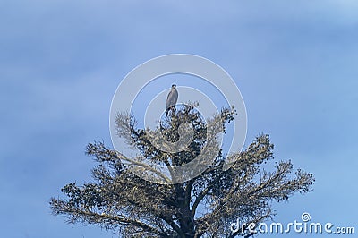 Serpent Eagle, Crested Serpent Eagle, Spilornis cheela Stock Photo