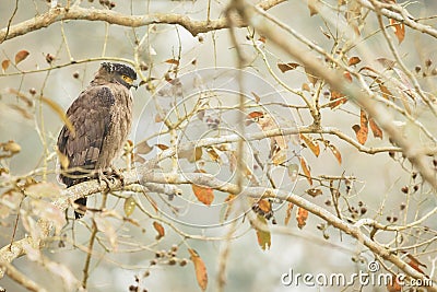 Crested serpent eagle in kaziranga Stock Photo