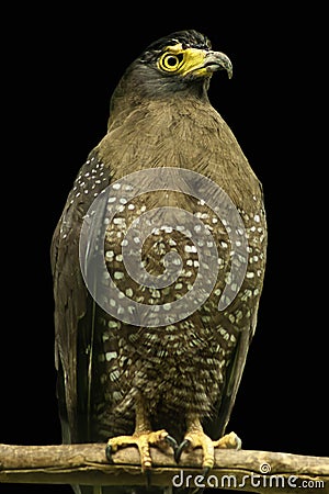 Crested Serpent Eagle Stock Photo