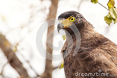 Crested serpent eagle (Spilornis cheela) Stock Photo