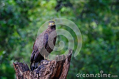 Crested serpent eagle,Spilornis cheela. Sri lankan eagle, perched on trunk in forest environment, looking for prey. Wildlife photo Stock Photo