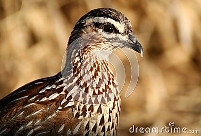 Crested spurfowl Stock Photo