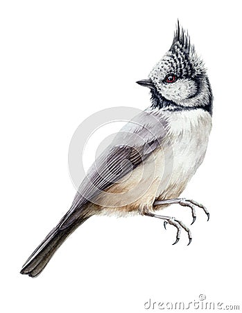 Crested tit bird watercolor illustration. Hand drawn close-up wild nothern small songbird with a crest isolated on white backgroun Cartoon Illustration