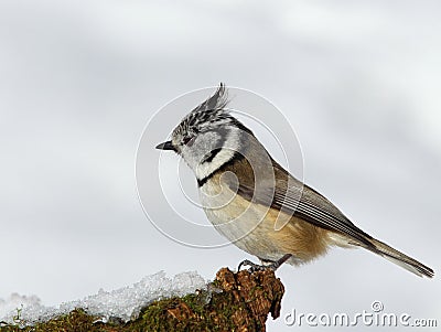 Crested tit (Parus cristatus) Stock Photo