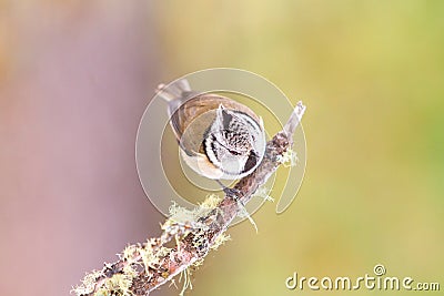 Crested tit (Parus cristatus) Stock Photo